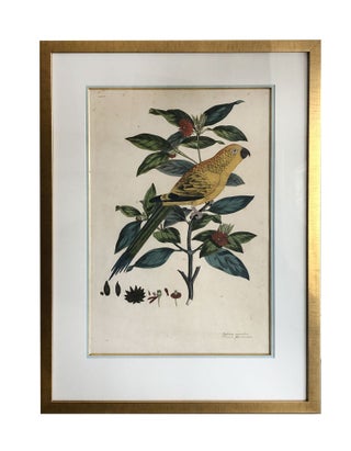 Item #4873 Psittacus aurantius Illicium floridanum From Cimelia physica: Figures of rare and...