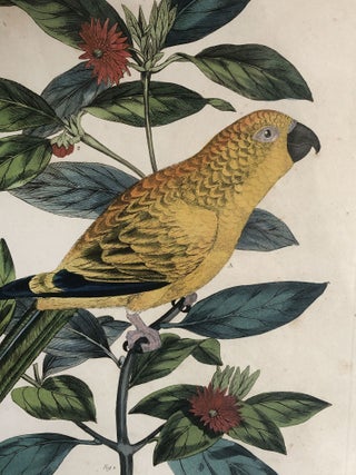 Psittacus aurantius Illicium floridanum From Cimelia physica: Figures of rare and curious quadrupeds, birds, &c. together with several of the most elegant plants. Engraved and coloured from the subjects themselves by John Frederick Miller. With descriptions by George Shaw, M.D. F.R.S. &c. &c. &c.