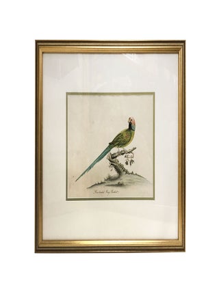 Item #4874 Rose-headed Ring Parakeet From Portraits of the Rare and Curious Exotic Birds, with...