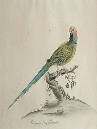 Rose-headed Ring Parakeet From Portraits of the Rare and Curious Exotic Birds, with their descriptions, from Menagery of Osterly Park.