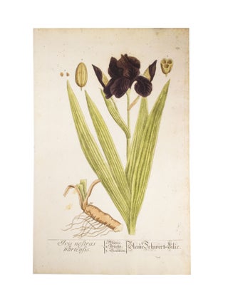 Item #4875 Iris Nostras Hartensis From Elisabethae Blackwell Herbarium Selectum Emendatum Et...