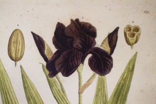 Iris Nostras Hartensis From Elisabethae Blackwell Herbarium Selectum Emendatum Et Auctum Centuriam.