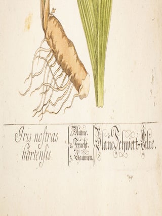 Iris Nostras Hartensis From Elisabethae Blackwell Herbarium Selectum Emendatum Et Auctum Centuriam.